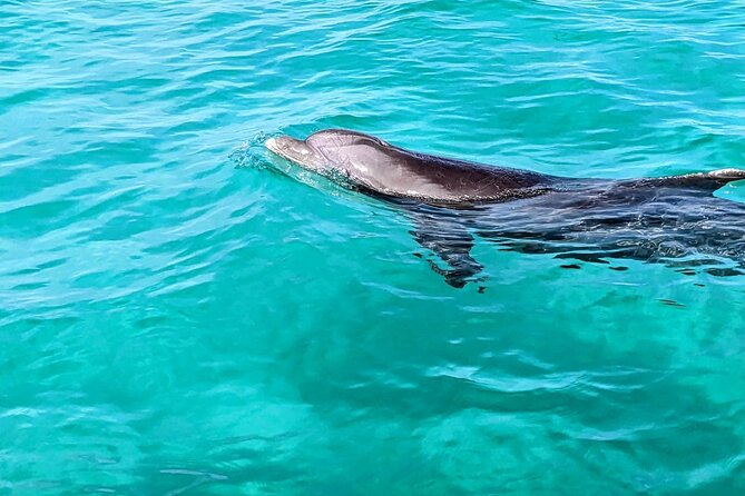 Premium Non-Private 3 Hour Crab Island Tour with Bathroom - Harbor Stop: Getting Oriented (and Looking for Dolphins)