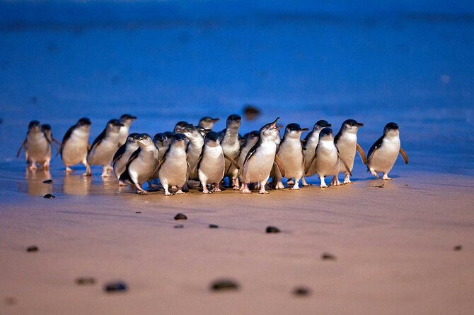 Premium Small Group Philip Island eco Tour - Key highlights you’ll actually care about