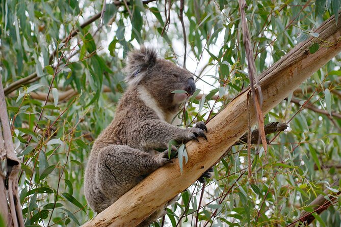 Premium Small Group Philip Island eco Tour - Koala Conservation Reserve: treetop boardwalks and the art of waiting