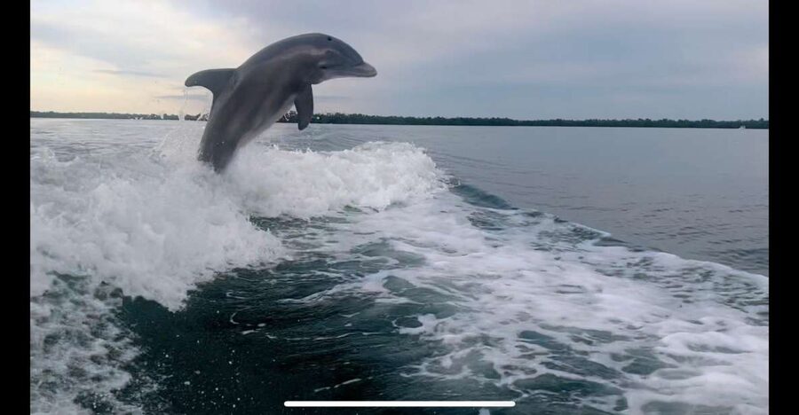 Private 2 Hour Dolphin & Eco Tour Marco Island, FL - Private 2-hour boat time in the 10,000 Islands