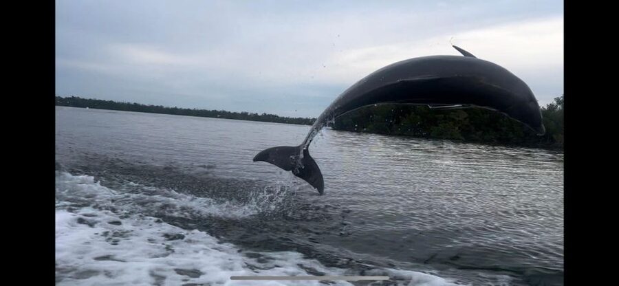 Private 2 Hour Dolphin & Eco Tour Marco Island, FL - Where you meet at 750 Palm Point Dr, Goodland