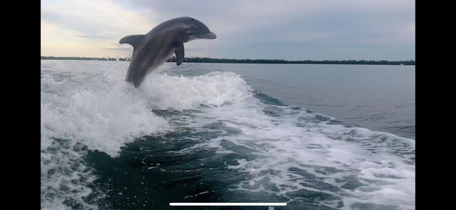 Private 2 Hour Dolphin & Eco Tour Marco Island, FL - What’s included (and what you’ll handle yourself)