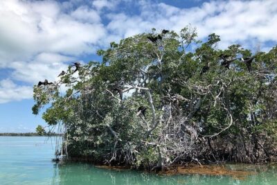 Private 2 hour Mangrove Ecotour - Meeting at 77522 Overseas Hwy: start fast, settle in