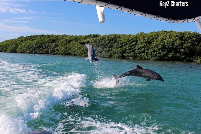 Private 2 hour Mangrove Ecotour - Wildlife you might spot, and how to think about it