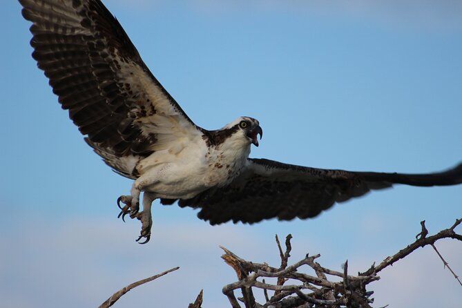 Private 2 hour Mangrove Ecotour - Price and value: $525 per group only works if you’re splitting it