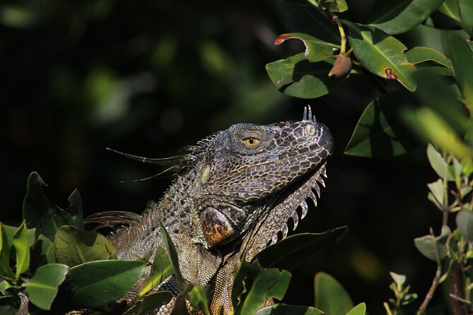 Private 2 hour Mangrove Ecotour - A practical way to plan your 2 hours