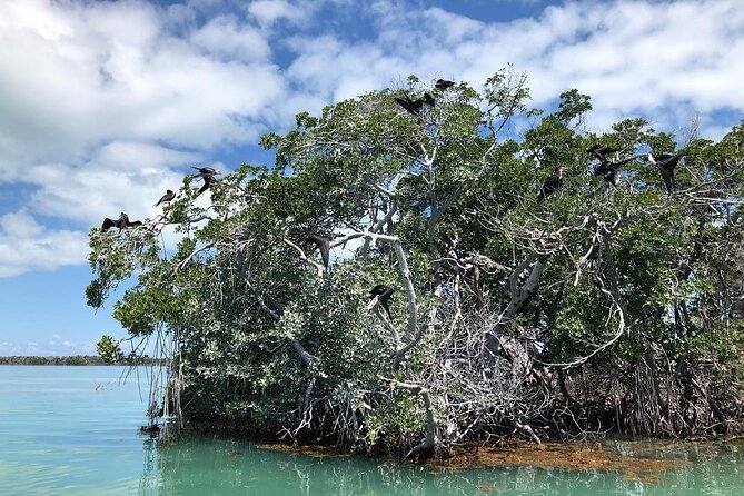 Private 2 hour Mangrove Ecotour - Meeting at 77522 Overseas Hwy: start fast, settle in