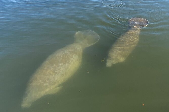 Private Eco Tour in Kings Bay Crystal River Florida - What the 1.5 Hours Feels Like on the Water