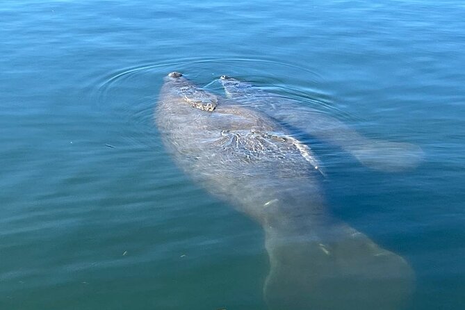Private Eco Tour in Kings Bay Crystal River Florida - Comfort Details That Actually Help