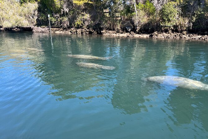 Private Eco Tour in Kings Bay Crystal River Florida - Price and Parking Fees: Getting the Best Value for Your Group