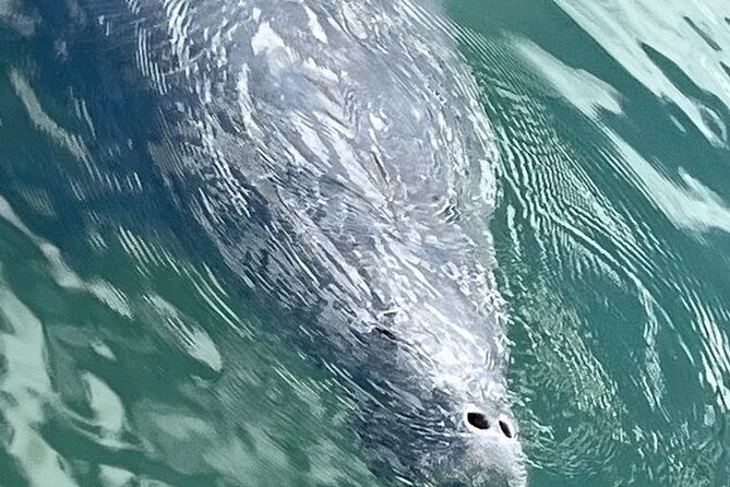 Private Eco Tour in Kings Bay Crystal River Florida - When This Tour Fits Best (and When It Might Not)