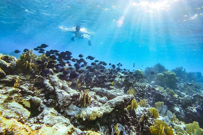 Private snorkel with 2 stops in Aruba - Eco-friendly! - Key things I’d plan around