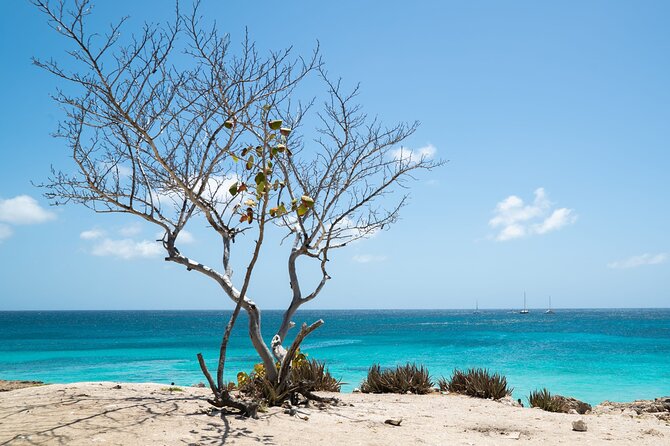 Private snorkel with 2 stops in Aruba - Eco-friendly! - Stop Two on a Pristine Reef: Coral, Fish, and the Calm After the Rush