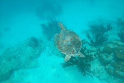 Private snorkel with 2 stops in Aruba - Eco-friendly! - Stop One for Sea Turtles: What to Expect and How to Improve Odds