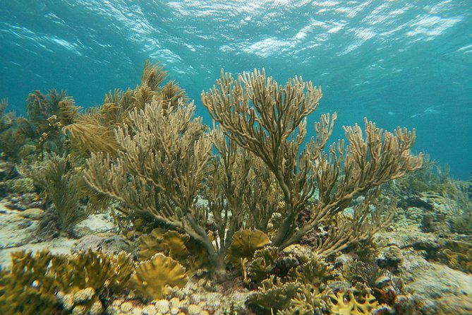 Private snorkel with 2 stops in Aruba - Eco-friendly! - How the Guide Teaches You: From First-Time to Confident