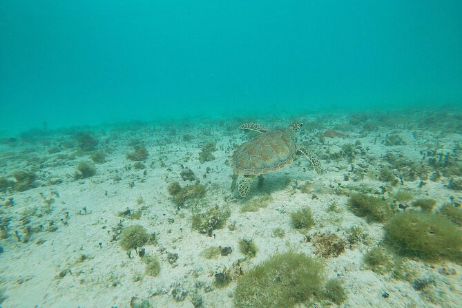 Private snorkel with 2 stops in Aruba - Eco-friendly! - What to Bring (and What You Can Leave at Home)