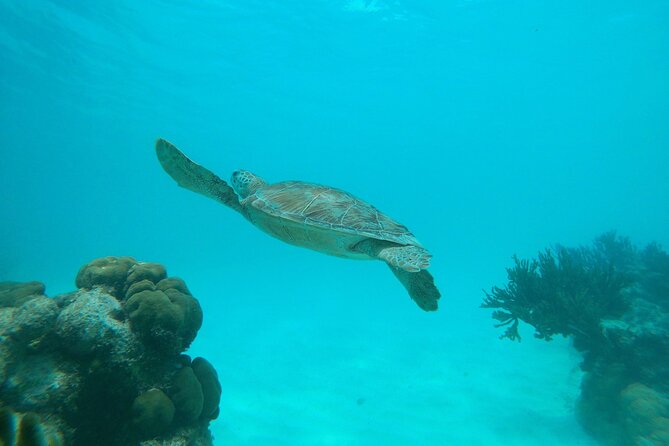 Private snorkel with 2 stops in Aruba - Eco-friendly! - Price and Value: Is $148.73 Worth It?