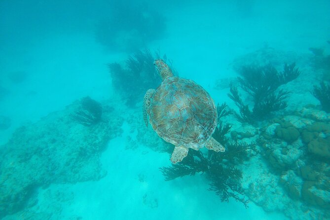 Private snorkel with 2 stops in Aruba - Eco-friendly! - Stop One for Sea Turtles: What to Expect and How to Improve Odds