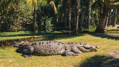 Puerto Escondido: Oaxaca Coast Wildlife Ecotour - How the day flows from pickup to mangroves and Mazunte
