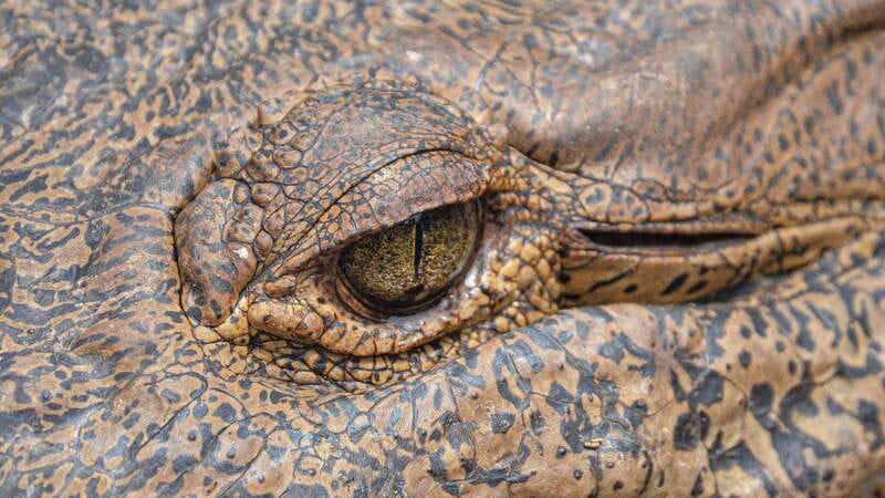 Puerto Escondido: Oaxaca Coast Wildlife Ecotour - Should you book the Puerto Escondido Oaxaca Coast Wildlife Ecotour?