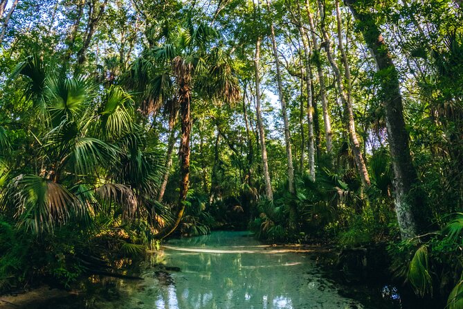 Rainbow Springs: Clear Kayak & Snorkel Eco Tour - Clear-water views: what you’ll actually notice from a transparent kayak