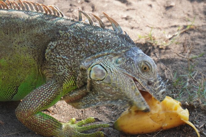 Reptile Eco Tour in Oaxacas Coastal Communities - Why this tour feels different from a typical wildlife stop