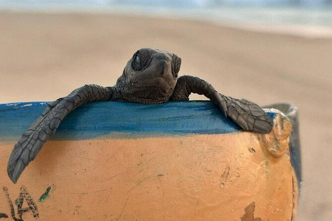 Reptile Eco Tour in Oaxacas Coastal Communities - Price and value: what $119.69 covers (and what it doesn’t)
