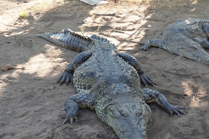 Reptile Eco Tour in Oaxacas Coastal Communities - Group size and language: easy communication, smaller feel