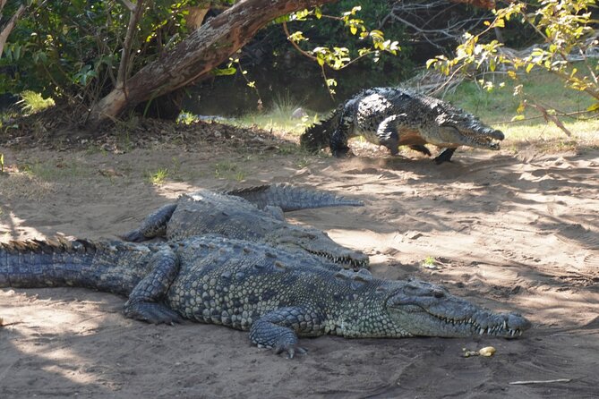 Reptile Eco Tour in Oaxacas Coastal Communities - Laguna Ventanilla: oar-powered spotting of crocodiles and freshwater turtles