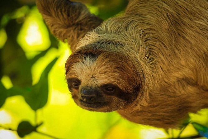 Roatán Shore Excursions: Wildlife + ATV/Buggy & Beach(1Beer/pp) - What You’re Really Booking in Roatán