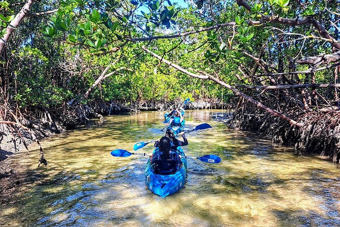 Rookery Bay Kayak Adventure – Mangroves, Wildlife & Photos - Rookery Bay kayak adventure: what you’re really paddling through