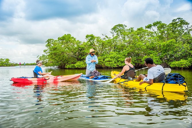 Rookery Bay Kayak Adventure – Mangroves, Wildlife & Photos - The 2-hour itinerary: from mangrove tunnels to wildlife moments