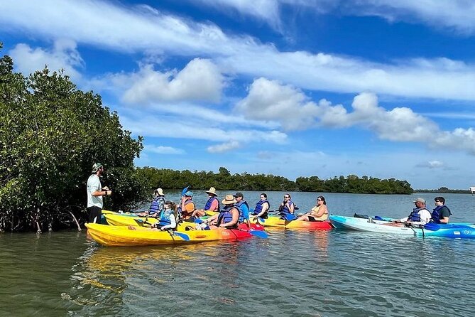 Rookery Bay Kayak Adventure – Mangroves, Wildlife & Photos - Wildlife spotting in Rookery Bay: dolphins, manatees, and birds