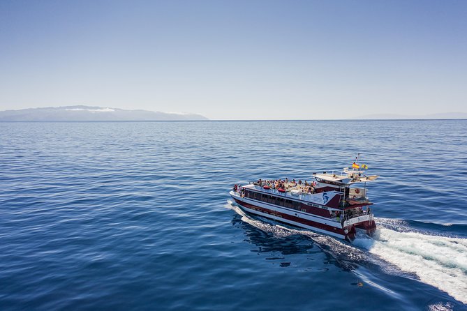 Royal Delfin - 2Hour Sustainable Dolphin & Whale Watching Mini Cruise - Key Highlights You’ll Actually Care About