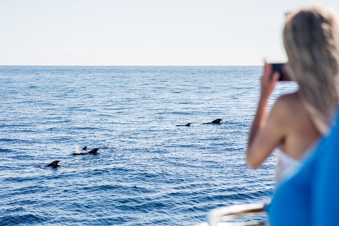Royal Delfin - 2Hour Sustainable Dolphin & Whale Watching Mini Cruise - The Dolphin and Whale Spotting Game Plan Along Tenerife’s Coast