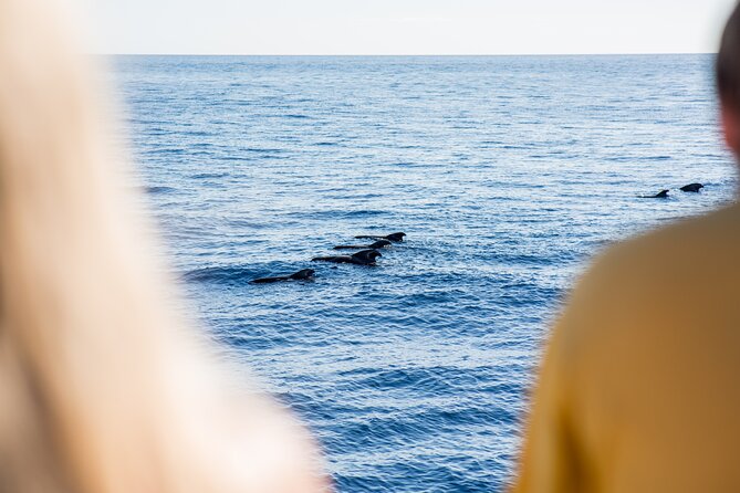 Royal Delfin - 2Hour Sustainable Dolphin & Whale Watching Mini Cruise - Seats, Decks, Toilets, and the Sea-Sickness Reality