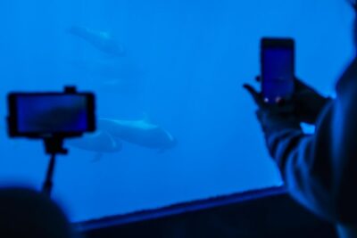 Royal Delfin - 2Hour Sustainable Dolphin & Whale Watching Mini Cruise - Submarine Vision: How the Underwater Windows Change the Experience