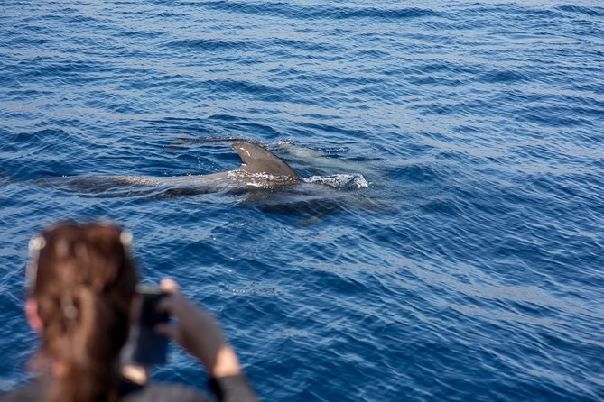 Royal Delfin - 2Hour Sustainable Dolphin & Whale Watching Mini Cruise - Timing and Getting There: Playa de las Américas Start Point