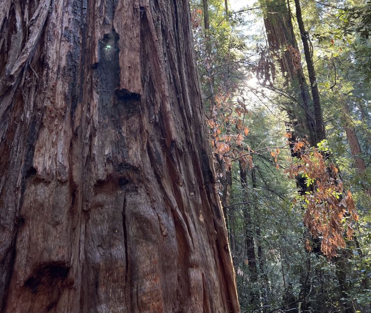 San Francisco's Wild Side, Ecotour With Meteorologist - Who this tour suits best (and who should skip it)