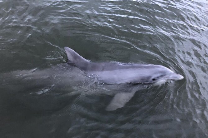 Savannah Coastal Dolphin Eco Tour - Price Value at $77 Per Person