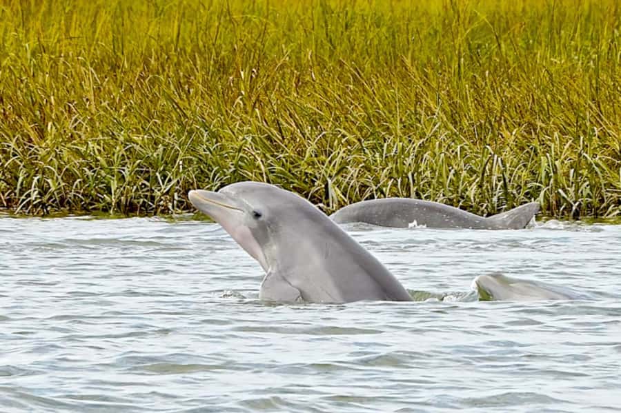 Savannah: Dolphin Spotting Eco Tour with Experienced Captain - Why Savannah’s Intracoastal Waterway Helps You See Dolphins
