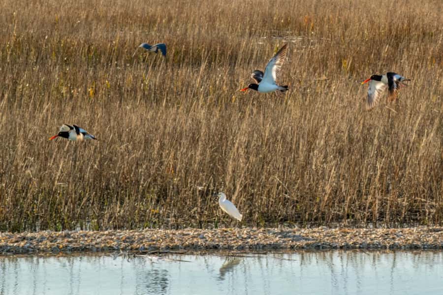 Savannah: Dolphin Spotting Eco Tour with Experienced Captain - The First Leg: Seaward Departure and Passing Old Fort Jackson