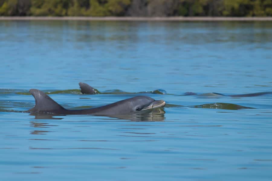 Savannah: Dolphin Spotting Eco Tour with Experienced Captain - Meeting at the Westin: The Part That Can Catch You Off Guard