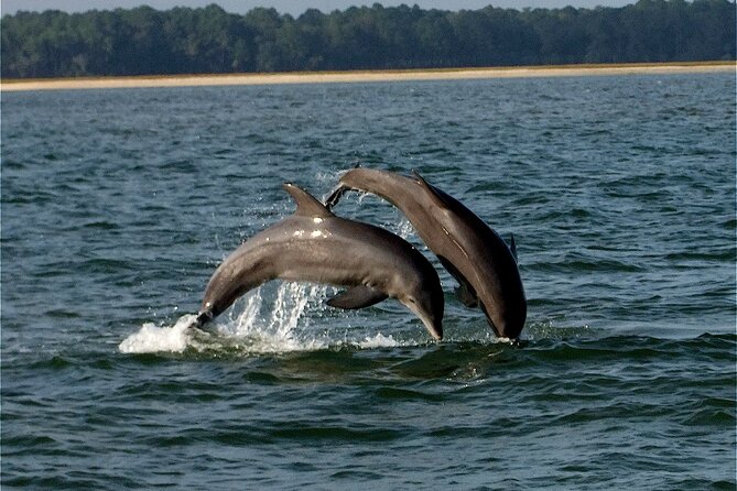 Savannah Sunset Dolphin Eco Tour - Key things that make this Savannah dolphin sunset cruise worth your time