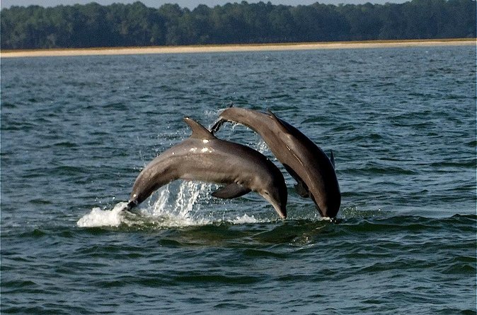 Savannah Sunset Dolphin Eco Tour - The captain and the small-group feel (why max 13 is a big deal)
