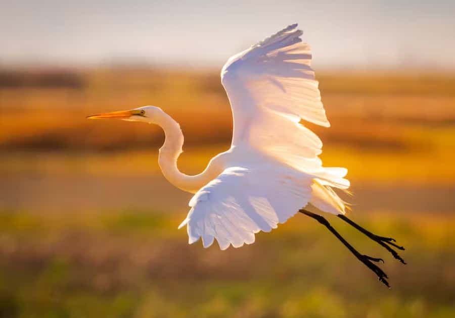 Savannah: Sunset Dolphin Watching Eco Tour by Boat - River Explorer cruise timing and what the 2 hours are really like