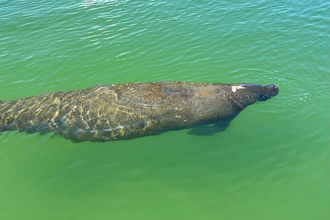 Self Guided EcoTour: Clear/Standard Kayaks -Bonita Springs - Clear Kayaks vs Standard Kayaks: Choosing Your Best View