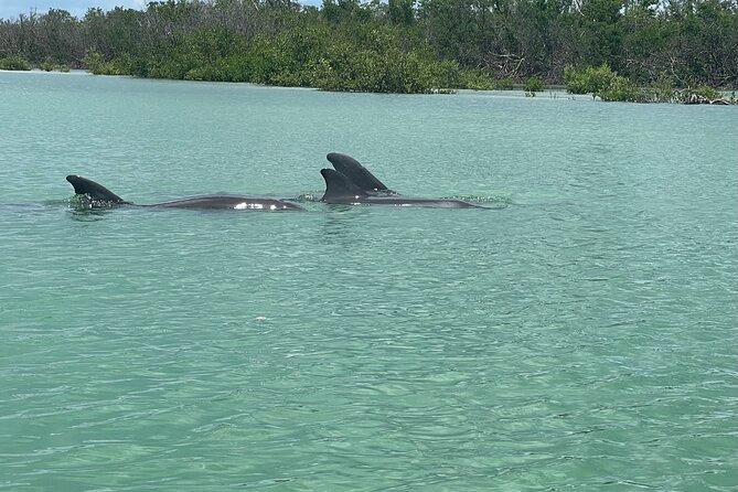 Self Guided EcoTour: Clear/Standard Kayaks -Bonita Springs - Launch Logistics That Matter: Finding the Right Start