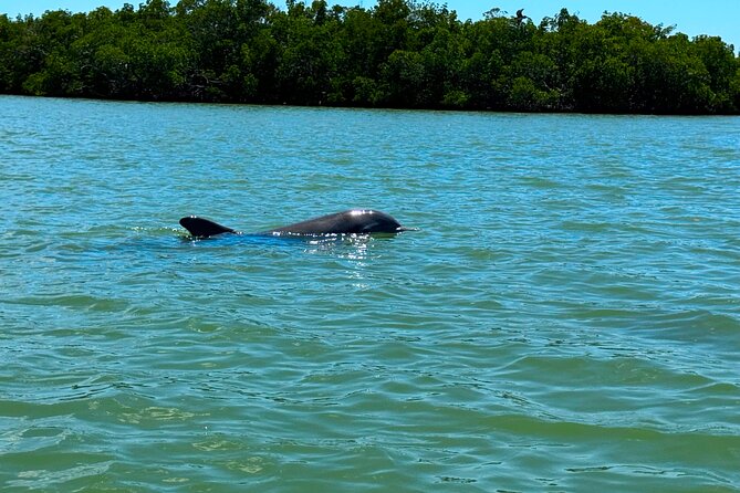 Self Guided EcoTour: Clear/Standard Kayaks -Bonita Springs - Who This EcoTour Suits Best (and Who Should Reconsider)