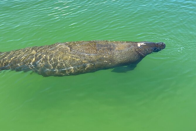 Self Guided Standup Paddle Board EcoTour -Bonita Springs - Your Laminated Map Route: Self-Guided, Not Left Guessing